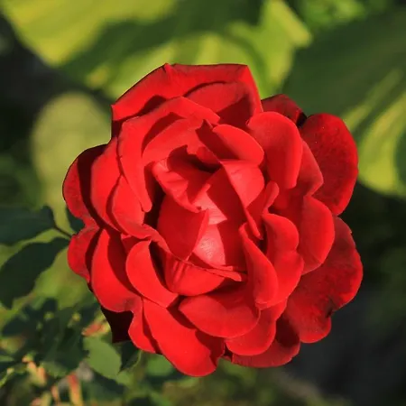 With A Parking Space Mlini, Dubrovnik - 4774 *