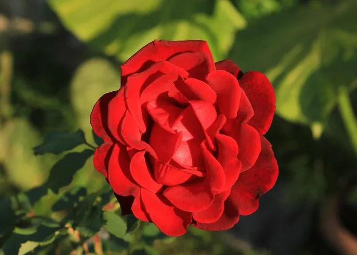 With A Parking Space Mlini, Dubrovnik - 4774 *