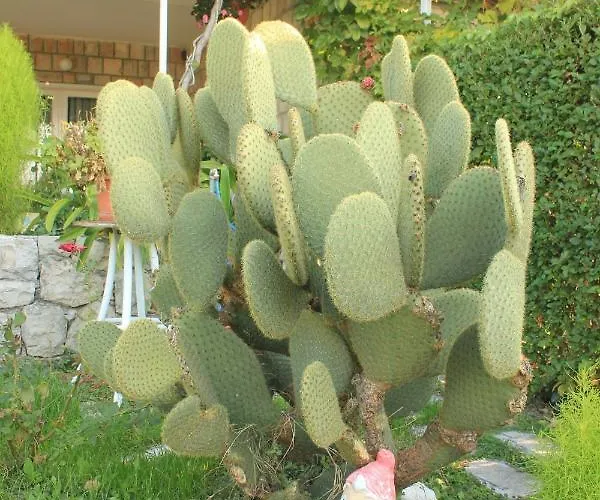 With A Parking Space Mlini, Dubrovnik - 4774 *